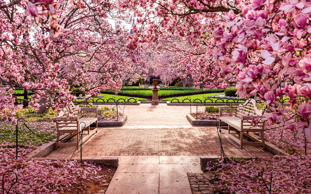 Cherry blossoms at the National Mall, Washington, DC 华盛顿国家广场樱花盛开的地方